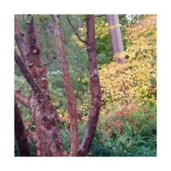 Érable à écorce De Papier/pot De 10l - 80/120 Cm -Jardalis Soldes Magasin 63fdf450748b14.20055065