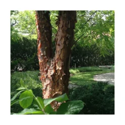 Érable à écorce De Papier/pot De 10l - 80/120 Cm