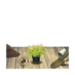 Abélie à Grandes Fleurs Kaleidoscope®/pot De 4l - 40/60 Cm -Jardalis Soldes Magasin 63fdf45371a337.71584706