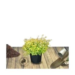 Abélie à Grandes Fleurs Kaleidoscope®/pot De 4l - 40/60 Cm -Jardalis Soldes Magasin 63fdf45374d855.11333165