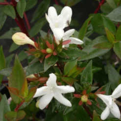 Abélie à Grandes Fleurs Sherwood/pot De 4l - 40/60 Cm -Jardalis Soldes Magasin 63fdf479539733.36516078