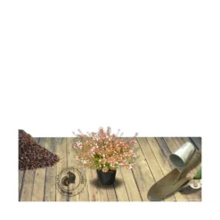 Abélie à Grandes Fleurs Sherwood/pot De 4l - 40/60 Cm -Jardalis Soldes Magasin 63fdf47959f271.84221600