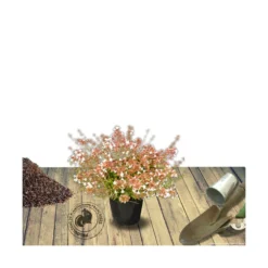 Abélie à Grandes Fleurs Sherwood/pot De 4l - 40/60 Cm -Jardalis Soldes Magasin 63fdf4795d6a39.50683103
