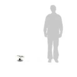 Ceanothe Thyrsiflorus Var. Repens/pot De 4l - 40/60 Cm -Jardalis Soldes Magasin 63fdf47b338299.39215470