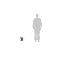 Ceanothe Thyrsiflorus Var. Repens/pot De 4l - 40/60 Cm -Jardalis Soldes Magasin 63fdf47b36ca40.50074896