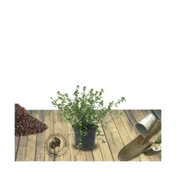 Ceanothe Thyrsiflorus Var. Repens/pot De 4l - 40/60 Cm -Jardalis Soldes Magasin 63fdf47b3b4e69.46135419