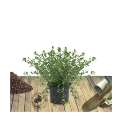 Ceanothe Thyrsiflorus Var. Repens/pot De 4l - 40/60 Cm -Jardalis Soldes Magasin 63fdf47b4e22a6.91186754