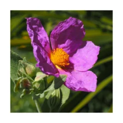 Ciste Pourpre Purpureus/pot De 4l - 40/60 Cm