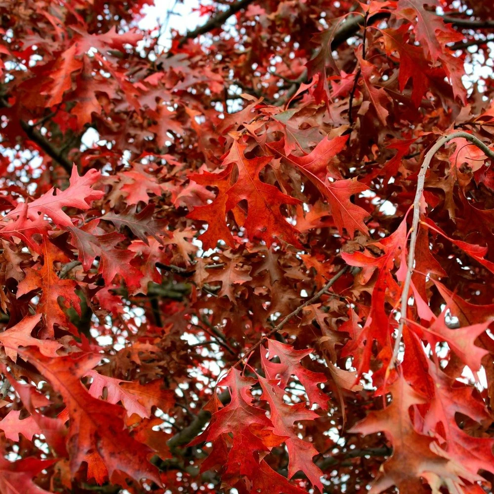 Chêne Rouge D'amérique/pot De 5l - 80/100 Cm 1 Chêne Rouge D'amérique/pot De 5l - 80/100 Cm