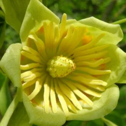 Tulipier De Virginie Tulipifera/pot De 12l - 150/175 Cm -Jardalis Soldes Magasin 64009876add0b3.87943697