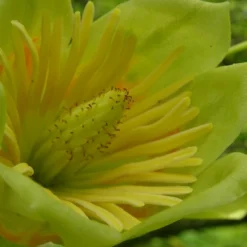 Tulipier De Virginie Tulipifera/pot De 12l - 150/175 Cm -Jardalis Soldes Magasin 64009876bc4700.67984321