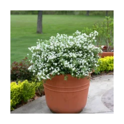 Deutzie X Hybrida Yuki Snowflake® 'ncdx1'/pot De 3l - 20/40 Cm