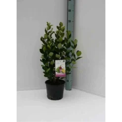 Acca Sellowiana (feijoa Ou Goyave Ananas) Rouge - Taille Pot De 9 Litres - 80/100 Cm 6 Acca Sellowiana (feijoa Ou Goyave Ananas) Rouge - Taille Pot De 9 Litres - 80/100 Cm -Jardalis Soldes Magasin 64038b6a3b0d12.82589094