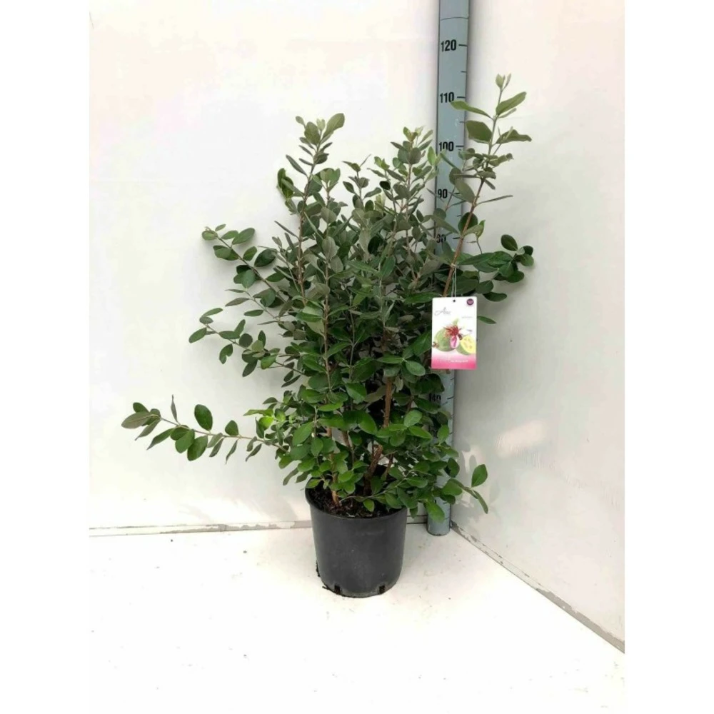 Acca Sellowiana (feijoa Ou Goyave Ananas) Rouge - Taille Pot De 9 Litres - 80/100 Cm 2 Acca Sellowiana (feijoa Ou Goyave Ananas) Rouge - Taille Pot De 9 Litres - 80/100 Cm – Image 2