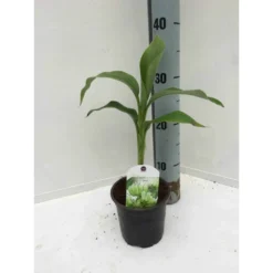 Musa Basjoo X Hybridum (bananier Rustique) Jaune - Taille Pot De 50 Litres - 120/140 Cm Multi Troncs