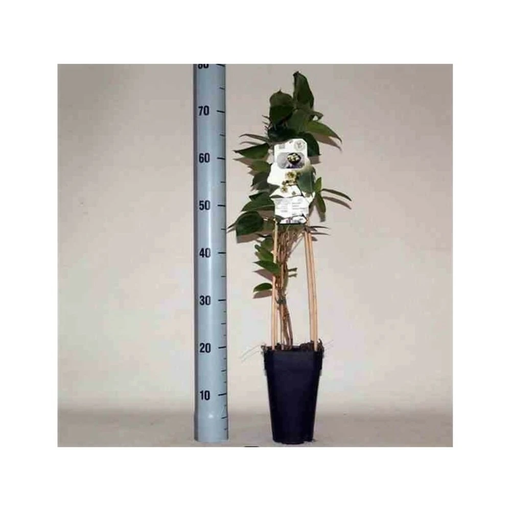 Actinidia Arguta Ken's Red ( Kiwai, Nergi, Kiwi De Sibérie, Kiwi Nain) Taille Pot De 2 Litres ? 40/60 Cm 1 Actinidia Arguta Ken's Red ( Kiwai, Nergi, Kiwi De Sibérie, Kiwi Nain) Taille Pot De 2 Litres ? 40/60 Cm