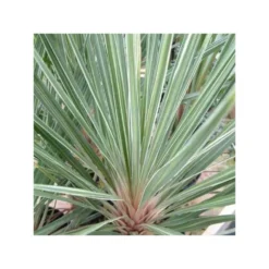 Cordyline Australis Pink Champagne Blanc - Taille Pot De 7 Litres ? 60/80 Cm