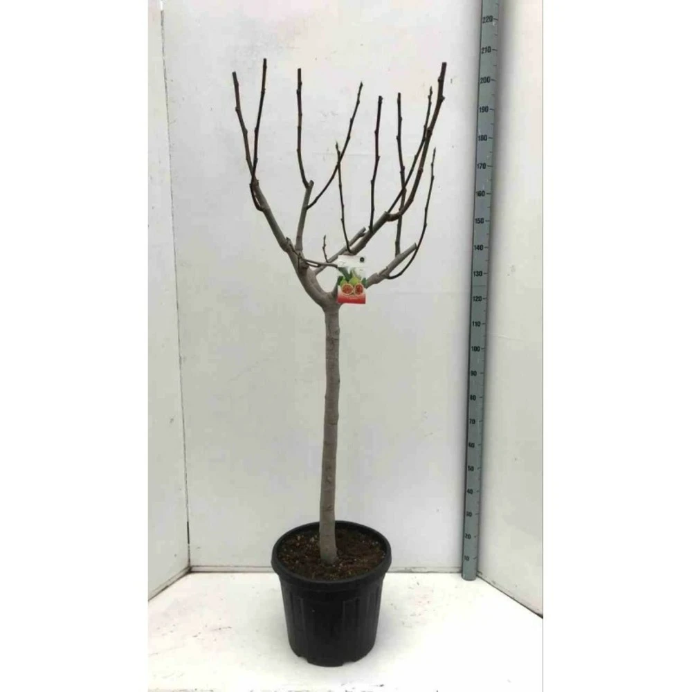 Ficus Carica (figuier) Blanc - Taille Pot De 5 Litres ? 80/100 Cm 1 Ficus Carica (figuier) Blanc - Taille Pot De 5 Litres ? 80/100 Cm