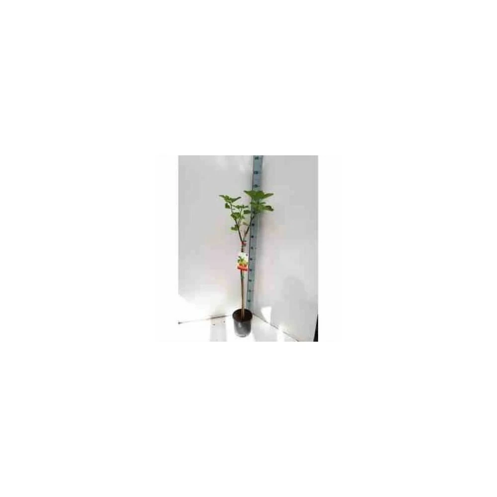 Ficus Carica (figuier) Blanc - Taille Pot De 5 Litres ? 80/100 Cm 2 Ficus Carica (figuier) Blanc - Taille Pot De 5 Litres ? 80/100 Cm – Image 2