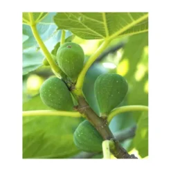 Ficus Carica (figuier) Blanc - Taille Pot De 5 Litres ? 80/100 Cm 6 Ficus Carica (figuier) Blanc - Taille Pot De 5 Litres ? 80/100 Cm -Jardalis Soldes Magasin 64038b954fb694.54877303