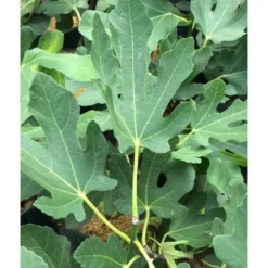 Ficus Carica (figuier) Blanc - Taille Pot De 5 Litres ? 80/100 Cm 7 Ficus Carica (figuier) Blanc - Taille Pot De 5 Litres ? 80/100 Cm -Jardalis Soldes Magasin 64038b955ffd22.54349580