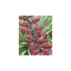 Phormium Tenax (lin De Nouvelle-zélande) Taille Pot De 6 Litres - 80/100 Cm - Jaune Et Rouge -Jardalis Soldes Magasin 64038b99050997.37885403