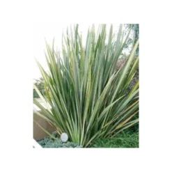 Phormium Tenax (lin De Nouvelle-zélande) Taille Pot De 6 Litres - 80/100 Cm - Jaune Et Rouge -Jardalis Soldes Magasin 64038b99176297.65900660