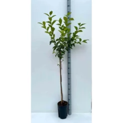 Diospyros Kaki Var.fuyu (plaqueminier) Taille Pot De 3 Litres - 80/100 Cm - Jaune