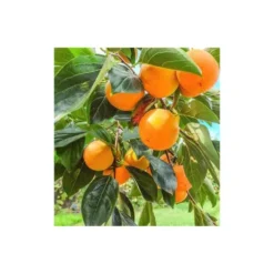 Diospyros Kaki Var.fuyu (plaqueminier) Taille Pot De 3 Litres - 80/100 Cm - Jaune -Jardalis Soldes Magasin 64038b9bd90311.63962905