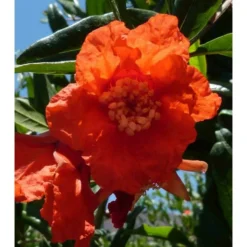 Punica Granatum (grenadier à Fruits) Taille Pot De 2 Litres ? 40/60 Cm - Rouge 7 Punica Granatum (grenadier à Fruits) Taille Pot De 2 Litres ? 40/60 Cm - Rouge -Jardalis Soldes Magasin 64038b9e603295.34672499