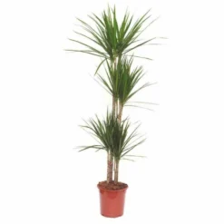 Dracaena Marginata 'green' (dragonnier) Taille Pot De 80l - Total 175/200cm 5 Dracaena Marginata 'green' (dragonnier) Taille Pot De 80l - Total 175/200cm -Jardalis Soldes Magasin 64038ba5f07843.08583945