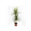 Dracaena Marginata 'green' (dragonnier) Taille Pot De 80l - Total 175/200cm