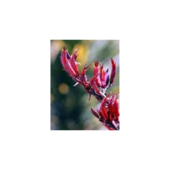 Phormium Tenax Var. Purpurea (lin De Nouvelle-zélande) Taille Pot De 2 Litres ? 30/40 Cm - Jaune Et Rouge -Jardalis Soldes Magasin 64038ba73a0965.17614616