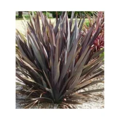 Phormium Tenax Var. Purpurea (lin De Nouvelle-zélande) Taille Pot De 2 Litres ? 30/40 Cm - Jaune Et Rouge -Jardalis Soldes Magasin 64038ba73e8b16.29335605