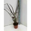 Phormium Tenax Var. Purpurea (lin De Nouvelle-zélande) Taille Pot De 2 Litres ? 30/40 Cm - Jaune Et Rouge