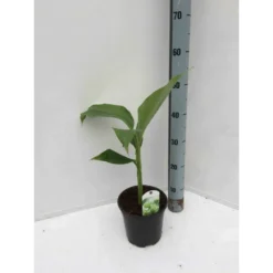 Musa Basjoo Sp. Sapporo (bananier Rustique) Jaune - Taille Pot De 50 Litres - 120/140 Cm Multi Troncs