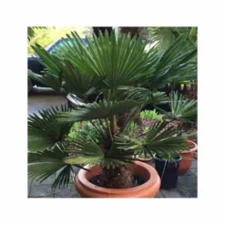 Kit 3 Trachycarpus Wagnerianus Pour Création De Bosquet