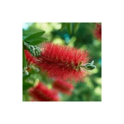 Callistemon Laevis Rouge - Taille Pot De 2 Litres - 60/80 Cm 5 Callistemon Laevis Rouge - Taille Pot De 2 Litres - 60/80 Cm -Jardalis Soldes Magasin 64038bac7da2a5.13759844