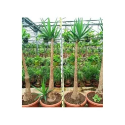 Yucca Elephantipes (yucca Pied D'éléphant) Blanc - Taille Pot De 65l - 180/200cm -Jardalis Soldes Magasin 64038bba6ce170.63708383