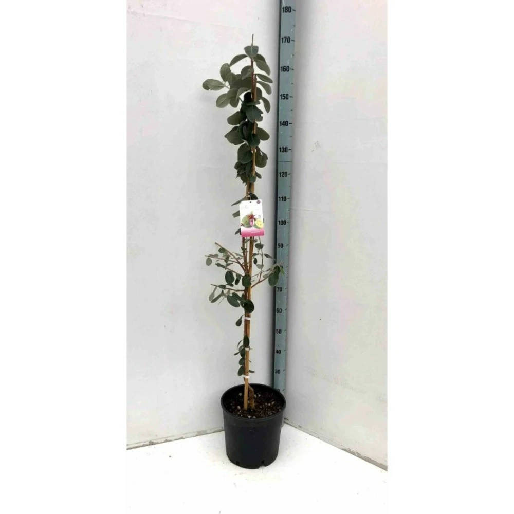 Acca Sellowiana (feijoa Ou Goyave Ananas) Rouge - Taille Pot De 7 Litres ? 100/120 Cm 1 Acca Sellowiana (feijoa Ou Goyave Ananas) Rouge - Taille Pot De 7 Litres ? 100/120 Cm