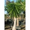 Yucca Elephantipes (yucca Pied D'éléphant) Blanc - Taille Pot De 20 Litres - 110/130 Cm