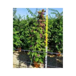 Bougainvillea Vera (bougainvillier Très Florifère) Taille Pot De 3.5l - 80/100cm -Jardalis Soldes Magasin 64038c19062340.12754263