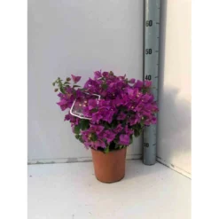 Bougainvillea Vera (bougainvillier Très Florifère) Taille Pot De 3.5l - 80/100cm