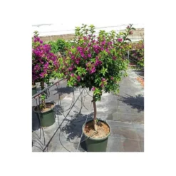 Bougainvillea Vera (bougainvillier Très Florifère) Taille Pot De 3.5l - 80/100cm -Jardalis Soldes Magasin 64038c190f47a0.95204682