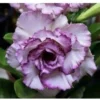 Adenium Obesum Cv.carnation Violet - Taille Caudex D'environ 150g