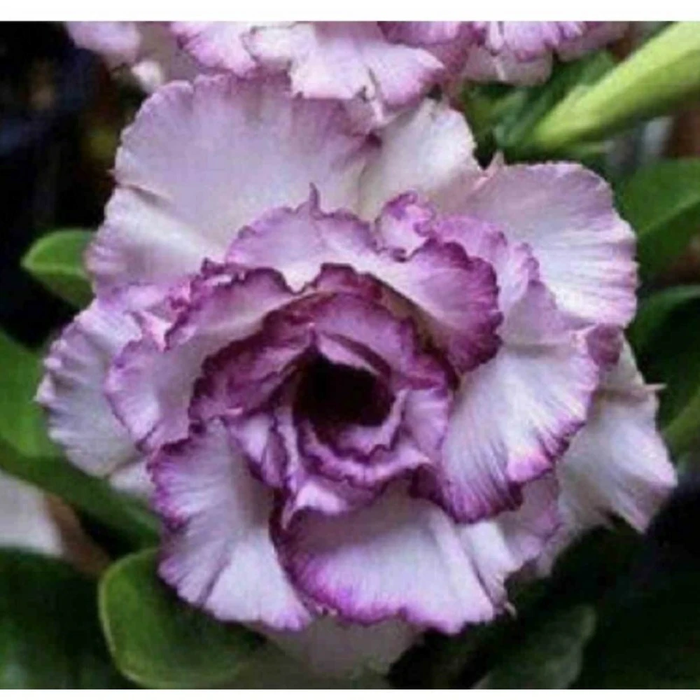 Adenium Obesum Cv.carnation Violet - Taille Caudex D'environ 150g 1 Adenium Obesum Cv.carnation Violet - Taille Caudex D'environ 150g