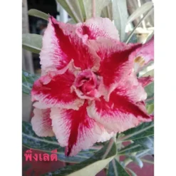 Adenium Obesum Cv.pink Lady Rouge - Taille Caudex D'environ 2000g 25/30cm Très Gros Caudex