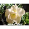 Adenium Obesum Cv.lemon Yellow Blanc - Taille Caudex D'environ 2000g 25/30cm Très Gros Caudex