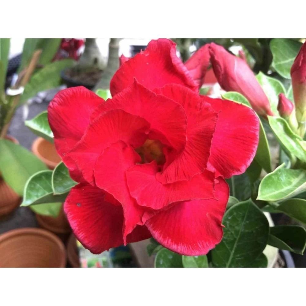 Adenium Obesum Cv. Udomsap Double Rouge - Taille Caudex D'environ 150g 2 Adenium Obesum Cv. Udomsap Double Rouge - Taille Caudex D'environ 150g – Image 2