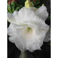 Adenium Obesum Cv.numchok White Blanc - Taille Caudex D'environ 2000g 25/30cm Très Gros Caudex